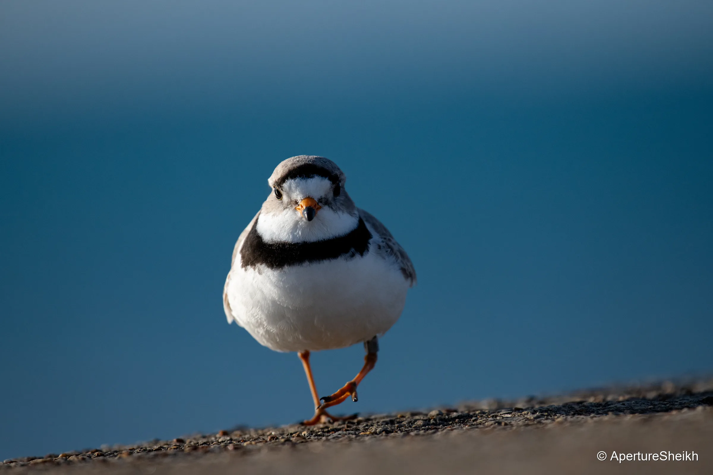 Imani, Piping Plover